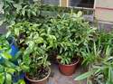 Kvetouc� citrusy p�ed vynesen�m ze zimovi�t�