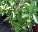 Mandarina s plody na zahrad�