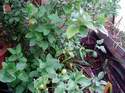 Citron�ky s plody �ekaj� na jaro