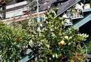 Letn�n� citrusy s plody