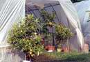 Citrusy na v�stav� sv�t kv�tin 2002