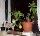 Citrus��-hl�da� p�zuje p�ed plodem cedr�tu