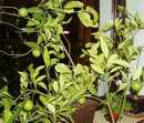 Dal�� zimuj�c� citrusy na oknech