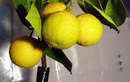 Jeden z trs� s plody pomeran�ovn�ku Malteise