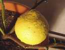 Pr�v� utr�en�-sklizen� plod cedr�tu