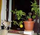 Tohle je tak� citrus�� a tak� hl�da�