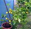 Stand�v Meyer obsypan� plody po cel� rok