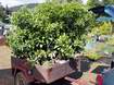 Ty citrusy p�es v�stavu snad vyrostly a ne se vej�t na voz�k