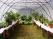 Hlavn� expozice citrus� na v�stav�-celkov� pohled 
