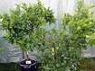 velk� stromky citrus� na v�stav�,v pop�ed� stromek psidia