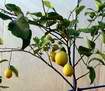 v�stavn� citrony