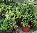 letn� kvetouc� citrusy ve sklen�ku
