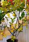citron�k villa franka