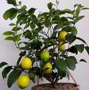 �as sklizn� citron� nade�el