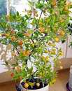 dal�� z velk�ch rostlin citrus� na v�stav� v Hradci Kr�lov� 2006