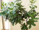 fortunela obovata v l�t� s mno�stv�m plod�