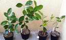 lo�t� roubovanci citrus�