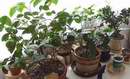 st�snan� rostliny citrus� na zimovi�tu