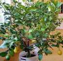 velk� citron�k na v�stav� v Hradci Kr�lov� 2006