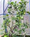 citron�k Pavlovsk�2.v�stava Sv�t kv�tin 2006