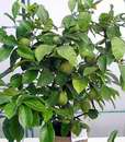 citron�k Pavlovsk� v�stava Sv�t kv�tin 2006