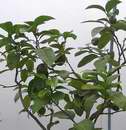 cedr�t-lumie,v�stava Sv�t kv�tin 2006