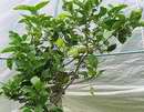 citron�k pavlovsk� 3 v�stava Sv�t kv�tin 2006
