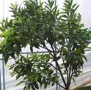 klementina v�stava Sv�t kv�tin 2006