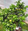 citron�k Lisbon v�stava Sv�t kv�tin 2006