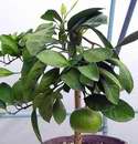 mandarina unshiu v�stava Sv�t kv�tin 2006