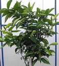 mandarina Nova,v�stava Sv�t kv�tin 2006
