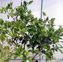 Meyer�v citron�k 2 v�stava Sv�t kv�tin 2006