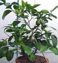 Meyer�v citron�k 3 v�stava Sv�t kv�tin 2006
