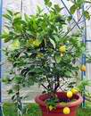 Meyer�v citron�k,v�stava Sv�t kv�tin 2006