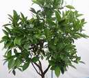 pomeran�ovn�k Wahington v�stava Sv�t kv�tin 2006