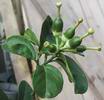 Mal� plody Drysick�ho cedr�tu