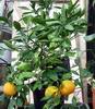 Mandarina So�i