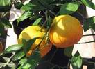 Plody mandariny So�i