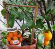 Citron�k s oran�ov�mi velmi kysel�mi plody,prod�van� jako Duftorange