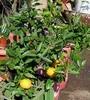 Mandarina So�i 