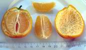 oran�ov� citron-duftorange vypad� jako rangpur