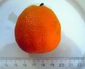duftorange citron