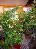 Standovy citrusy na v�stav� zahradk���