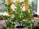 Standovy citrusy na v�stav� zahradk���