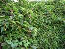 Prales kiwi u Standy na zahrad�