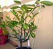 Meyeruv citron�k
