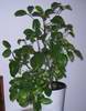 Zimuj�c� rangpur s mnoha plody