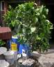 citron�k ��han�,nejv�t�� Milan�v citrus byl letos v�razn� sest�i�en
