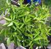 mandarina za��n� kv�st