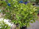citron�k a mandarina naroubovan� na jedn� podno�i